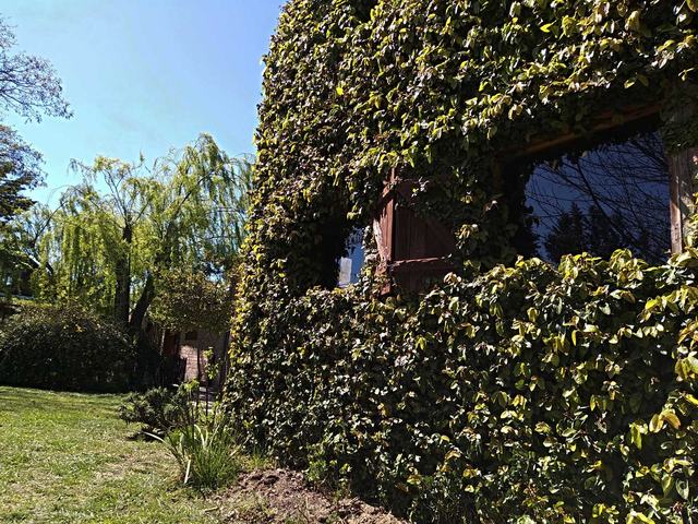Cabaña Loica cubierta de enredadera en el parque
