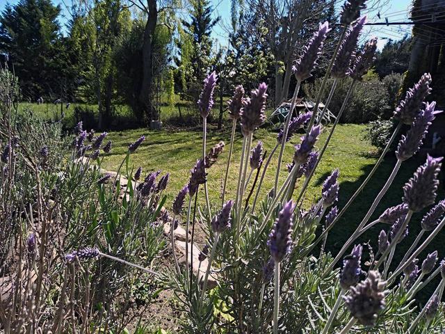 Lavandas en el parque de las cabañas